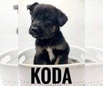 Puppy Koda German Shepherd Dog