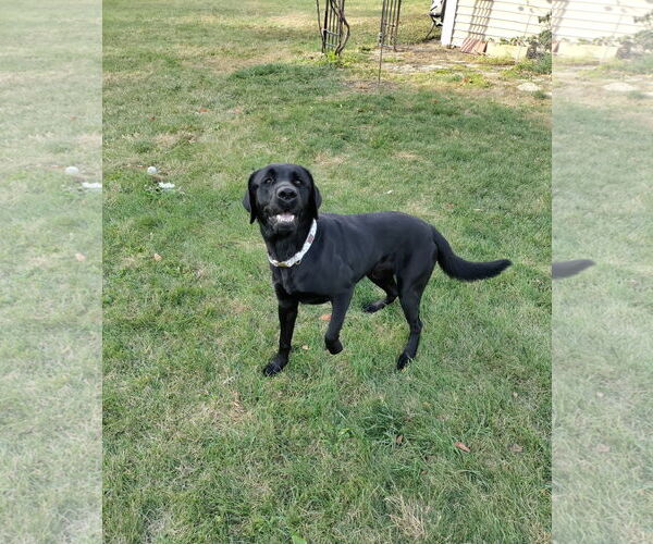 Medium Photo #3 Labrador Retriever Puppy For Sale in Wheaton, IL, USA