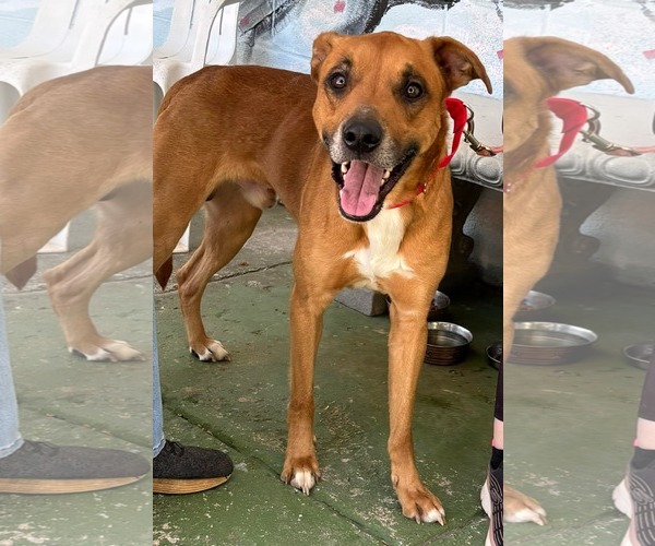 Medium Photo #1 Mutt Puppy For Sale in Rustburg, VA, USA