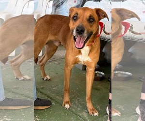 Mutt Dogs for adoption in Rustburg, VA, USA