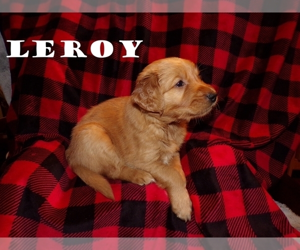 Medium Photo #1 Golden Retriever Puppy For Sale in HAM LAKE, MN, USA