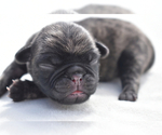 Small #2 Pug