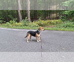 Small #2 Beagle-Chihuahua Mix