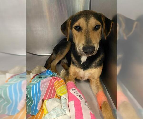 Medium Photo #3 Beagle-Unknown Mix Puppy For Sale in San Antonio, TX, USA