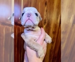 Small Photo #16 Bulldog Puppy For Sale in GREERS FERRY, AR, USA