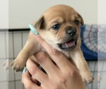 Small #2 Chihuahua Mix