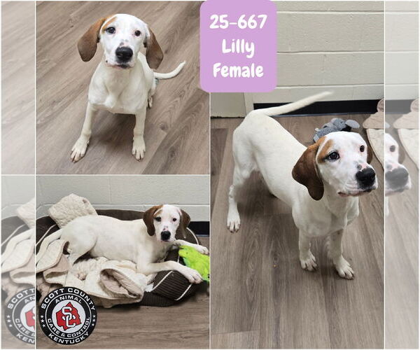 Medium Photo #2 Boxer-Coonhound Mix Puppy For Sale in Georgetown, KY, USA