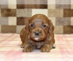 Small #1 Cavapoo (Miniature)