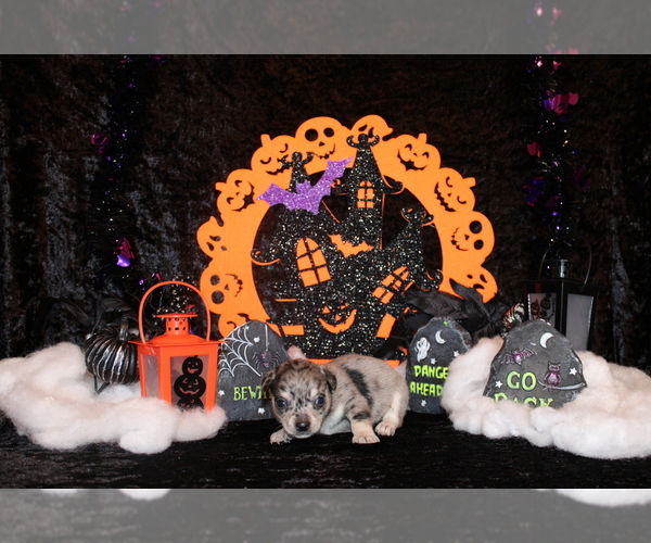 Medium Photo #2 Chihuahua Puppy For Sale in CHARLESTON, AR, USA