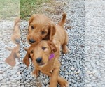 Puppy Jackie purple Goldendoodle