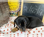 Small #11 Dachshund