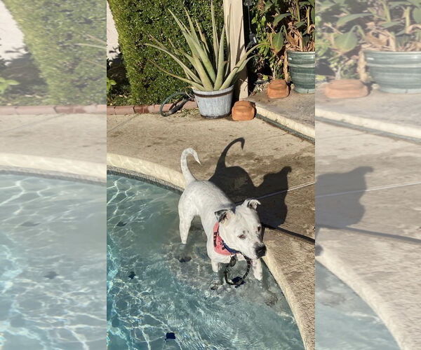 Medium Photo #12 Bulldog-Unknown Mix Puppy For Sale in Chandler, AZ, USA