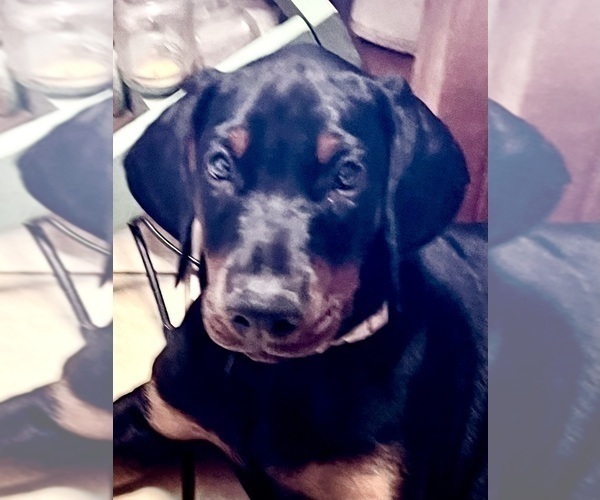 Medium Photo #15 Doberman Pinscher Puppy For Sale in SUMMERFIELD, NC, USA