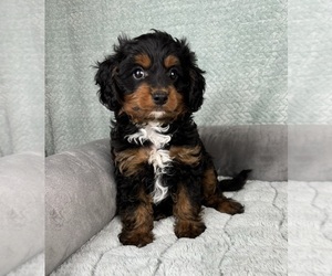 Cavapoo Puppy for sale in FRANKLIN, IN, USA