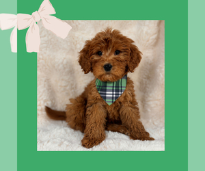 Goldendoodle (Miniature) Puppy for Sale in LOS ANGELES, California USA
