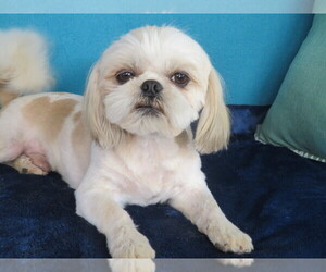 Father of the Shih Tzu puppies born on 02/21/2026