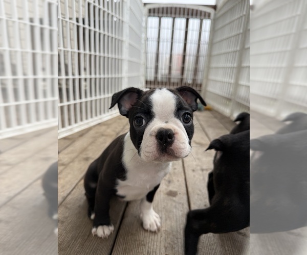 Medium Photo #2 Boston Terrier Puppy For Sale in LONGVIEW, WA, USA