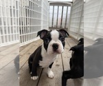 Small #1 Boston Terrier