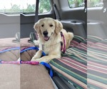 Small #2 Golden Retriever