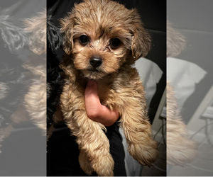 Mother of the Maltipoo puppies born on 02/23/2025
