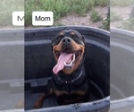Small Photo #1 Rottweiler Puppy For Sale in FALCON, CO, USA