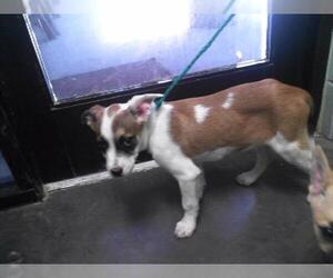 Mutt Dogs for adoption in Tulsa, OK, USA