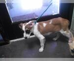 Small Mutt