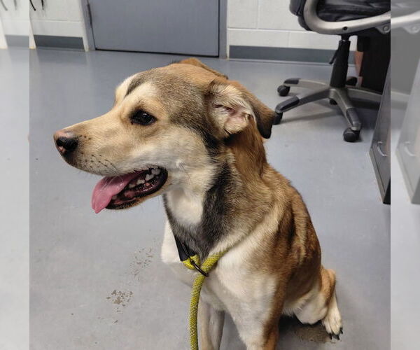 Medium Photo #3 Siberian Husky-Unknown Mix Puppy For Sale in South Bend, IN, USA