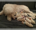 Small Photo #12 Goldendoodle Puppy For Sale in BATON ROUGE, LA, USA