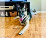 Small Photo #4 German Shepherd Dog Puppy For Sale in Minneapolis, MN, USA