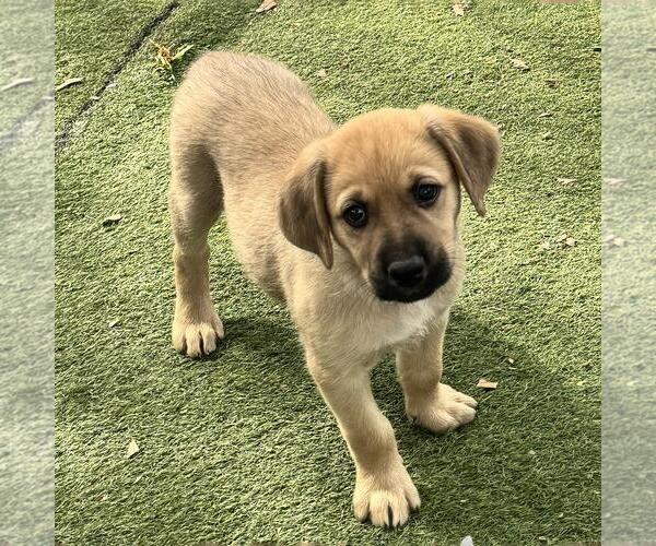 Medium Photo #6 Labrador Retriever-Unknown Mix Puppy For Sale in San Diego, CA, USA