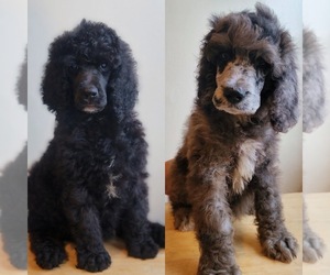 Poodle (Standard) Puppy for sale in NEWARK, NJ, USA