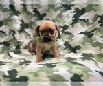 Small Photo #9 Puggle Puppy For Sale in LAKELAND, FL, USA