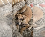 Puppy Yellow Great Dane