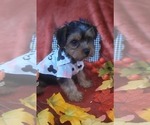 Small #3 Yorkshire Terrier
