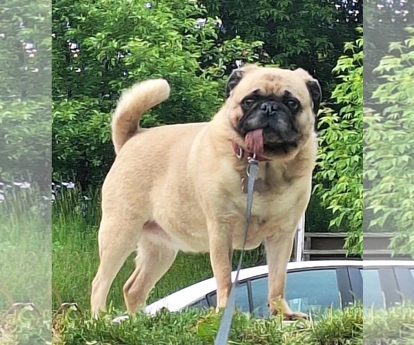 Medium Photo #3 Pug Puppy For Sale in Duluth, MN, USA