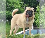 Small #2 Pug