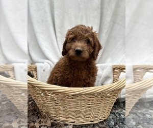 Goldendoodle (Miniature) Puppy for sale in PELHAM, NC, USA