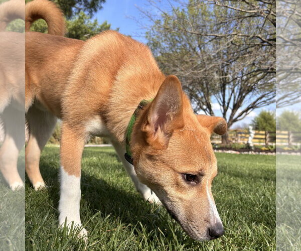 Medium Photo #2 Anatolian Shepherd-Unknown Mix Puppy For Sale in Overland Park, KS, USA