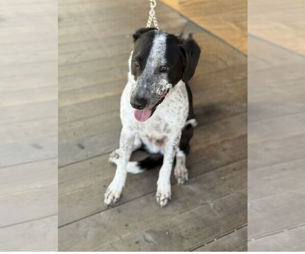 Medium Photo #21 Mutt Puppy For Sale in Euless, TX, USA