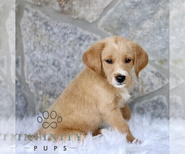 Medium Photo #4 Miniature Labradoodle Puppy For Sale in BIRD IN HAND, PA, USA