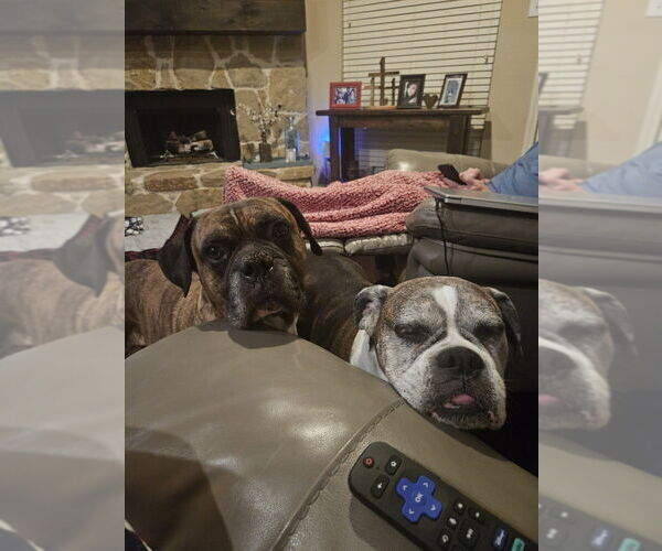 Medium Photo #9 Boxer Puppy For Sale in Austin, TX, USA