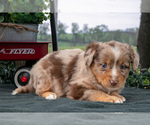 Small #2 Miniature Australian Shepherd