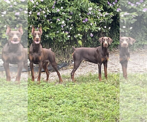 Medium Photo #9 Doberman Pinscher Puppy For Sale in HIALEAH, FL, USA