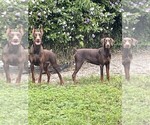 Small #7 Doberman Pinscher