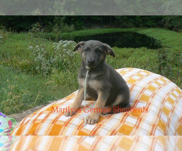 Medium Photo #6 German Shepherd Dog Puppy For Sale in PIEDMONT, MO, USA