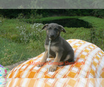 Small #5 German Shepherd Dog