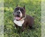 Small American Pit Bull Terrier