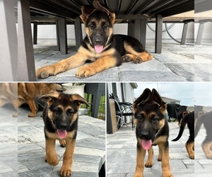 German Shepherd Dog Puppy for Sale in GREEN COVE SPRINGS, Florida USA