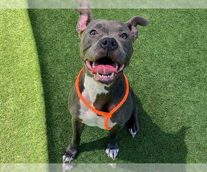Mutt Dogs for adoption in Orange, CA, USA